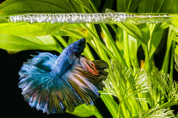 how to take care of betta fish