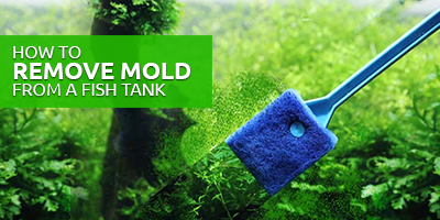 how to remove mold from a fish tank