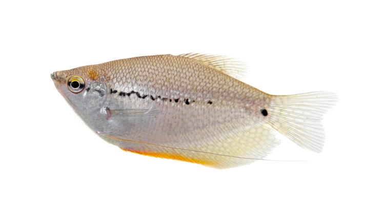 angelfish freshwater tank mates