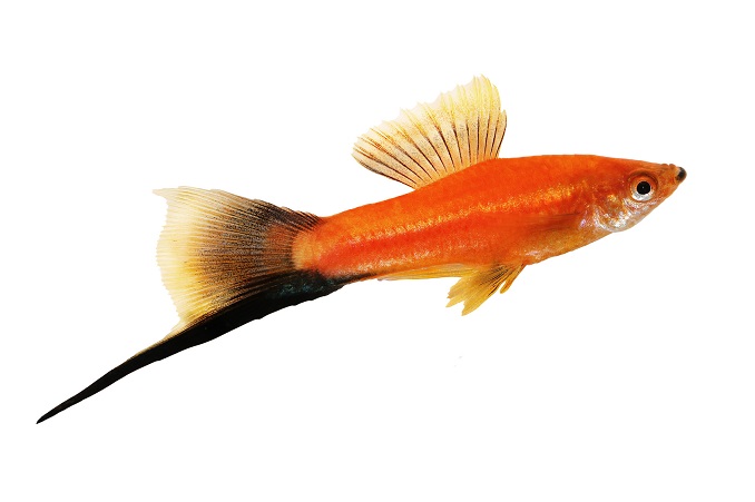 angelfish freshwater tank mates